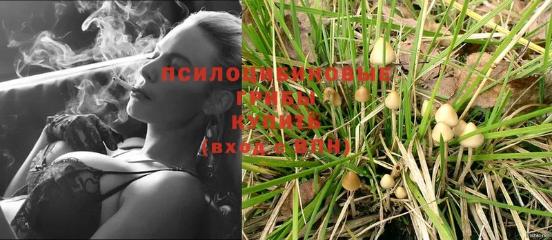 Псилоцибиновые грибы Psilocybe  как найти закладки  Гусиноозёрск 